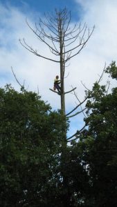 Tree Removal Service In Austin
